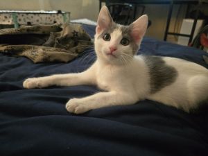 Walton is a very energetic little kitten who just loves to play and explore Hes great with other c