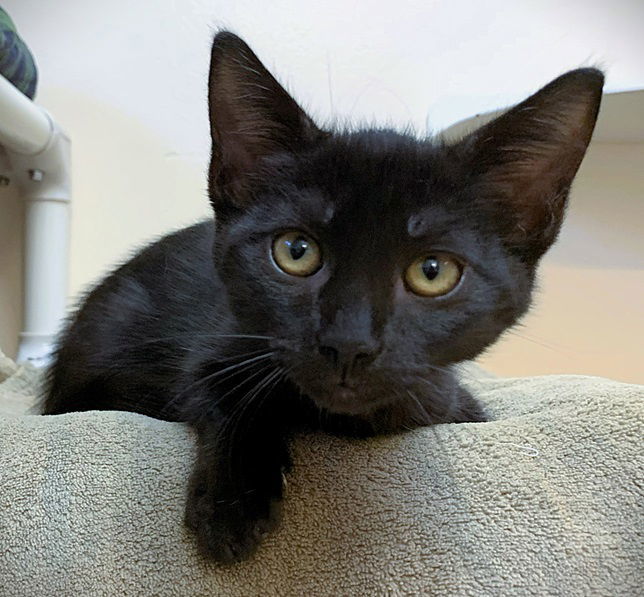 Suki, aka Zaya