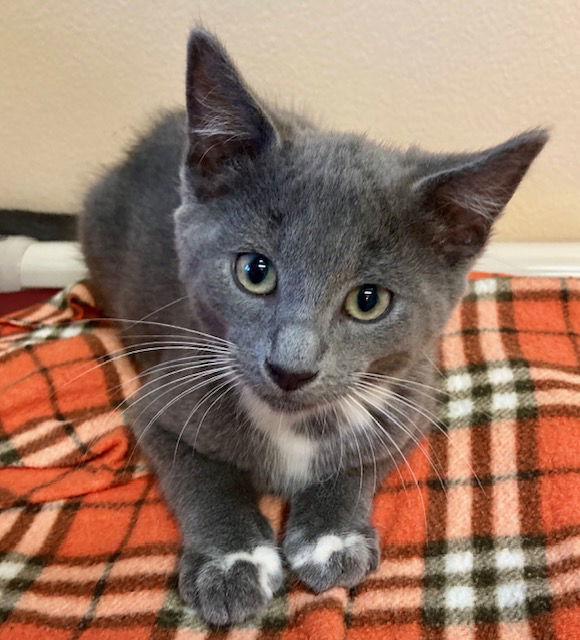 Megatron, aka Zeppelin