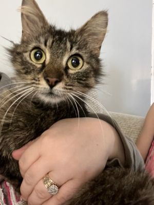 Lily is a beautiful long-haired Maine coon mix who is five years old Her favorite thing in the whol
