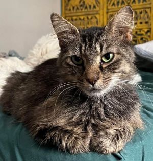 Lily Domestic Short Hair Cat