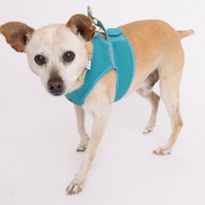 Jet Ski 13047 Parson Russell Terrier Dog