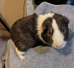 Steve, Adult Male Guinea Pig