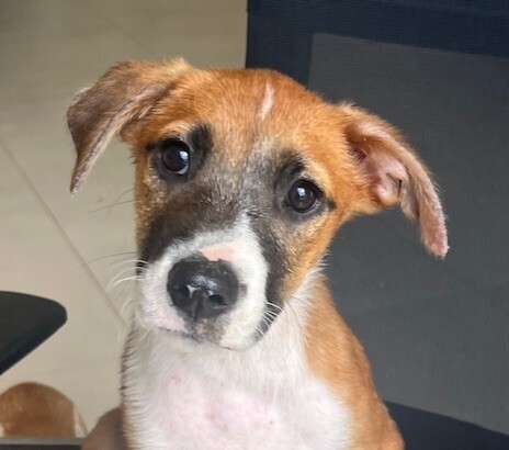 Pup Waylon