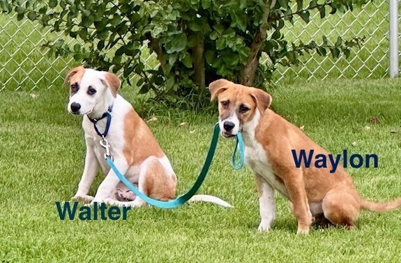 Pup Waylon