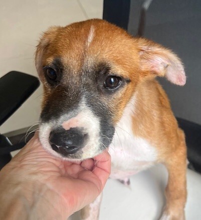 Pup Waylon