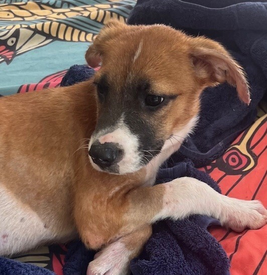 Pup Waylon