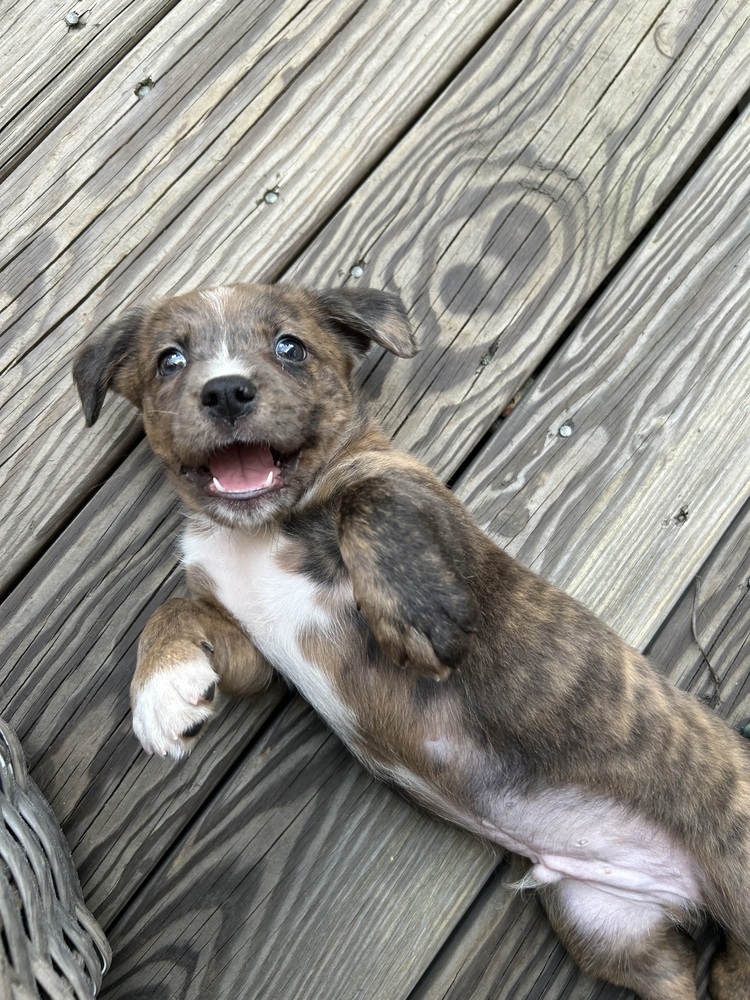 Baby Dexter