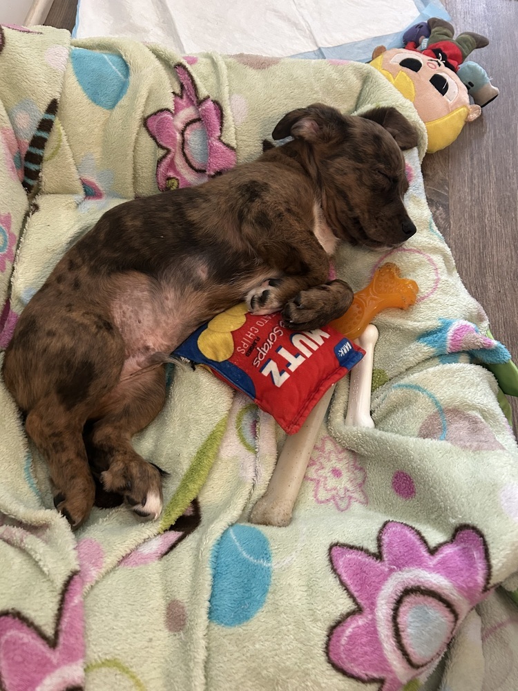 Baby Dexter