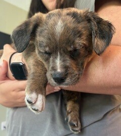 Baby Dexter