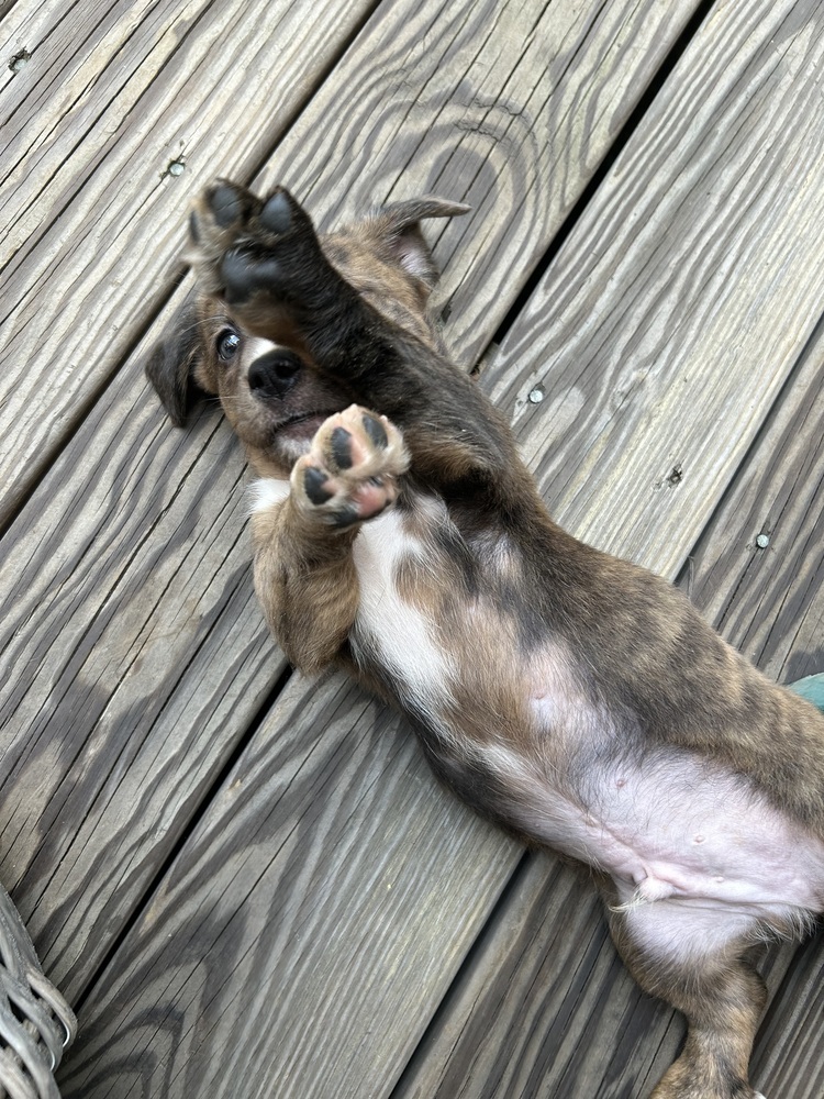 Baby Dexter