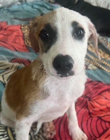 Pup Walter
