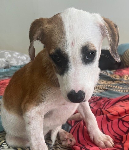 Pup Walter