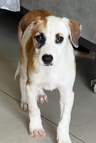 Pup Walter