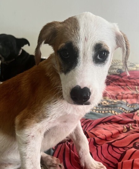 Pup Walter
