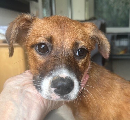 Baby Winnie