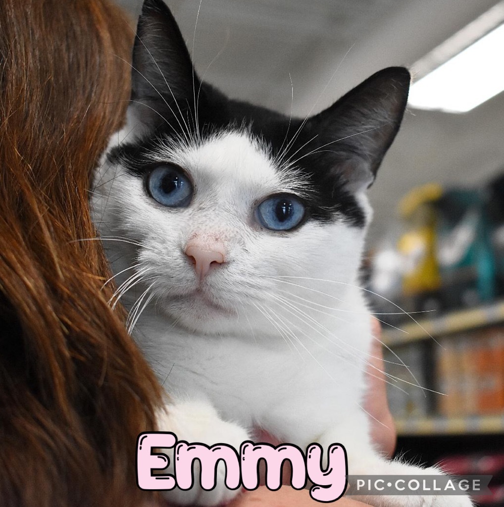Emmy