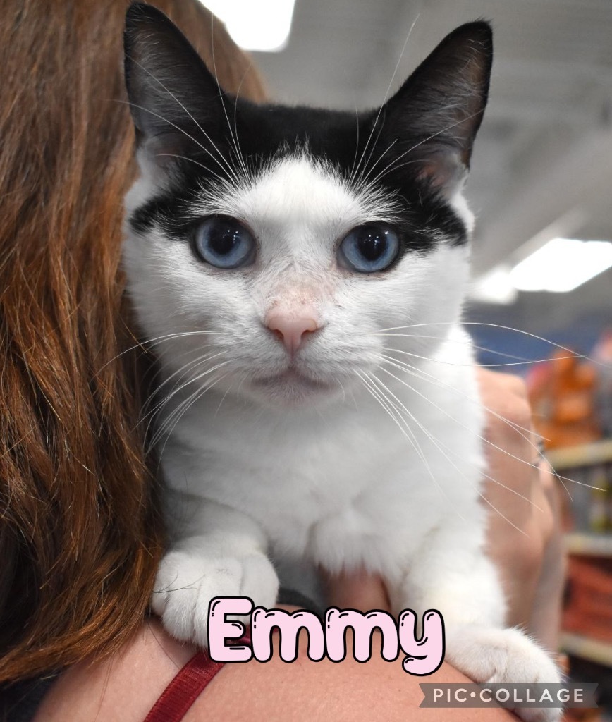 Emmy