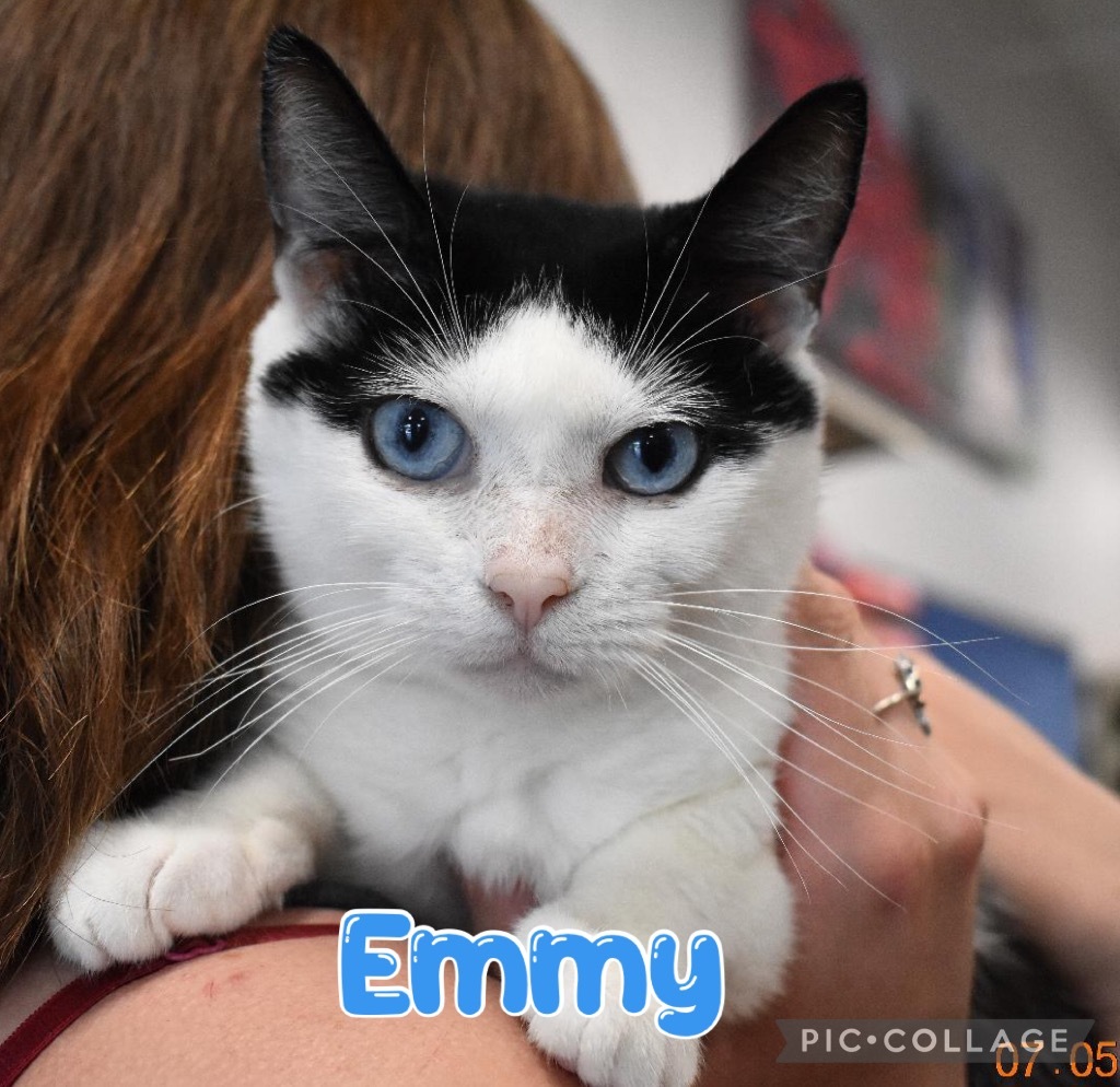 Emmy