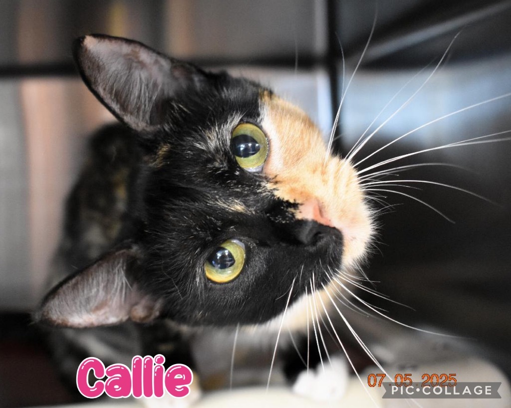 Callie