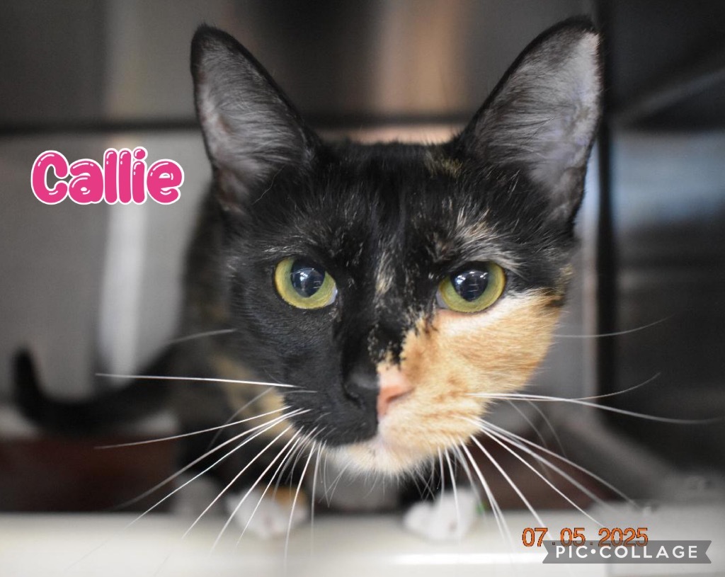Callie