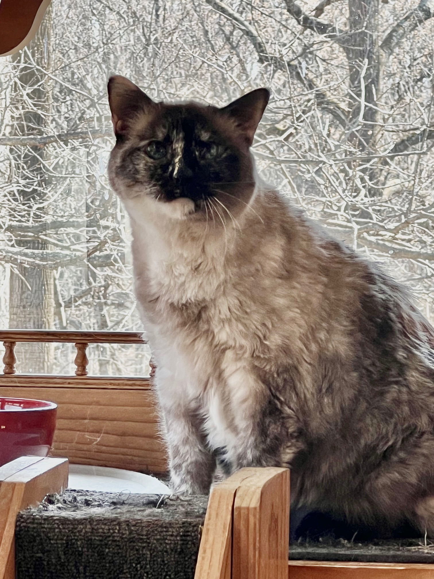 Emily, an adoptable Himalayan in Lutherville, MD, 21093 | Photo Image 1