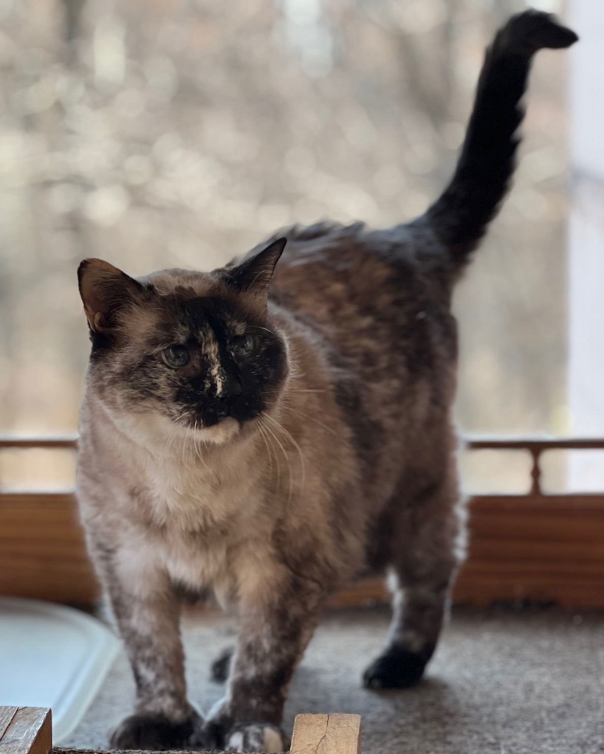 Emily, an adoptable Himalayan in Lutherville, MD, 21093 | Photo Image 2