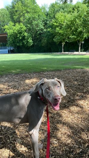 Damien Weimaraner Dog