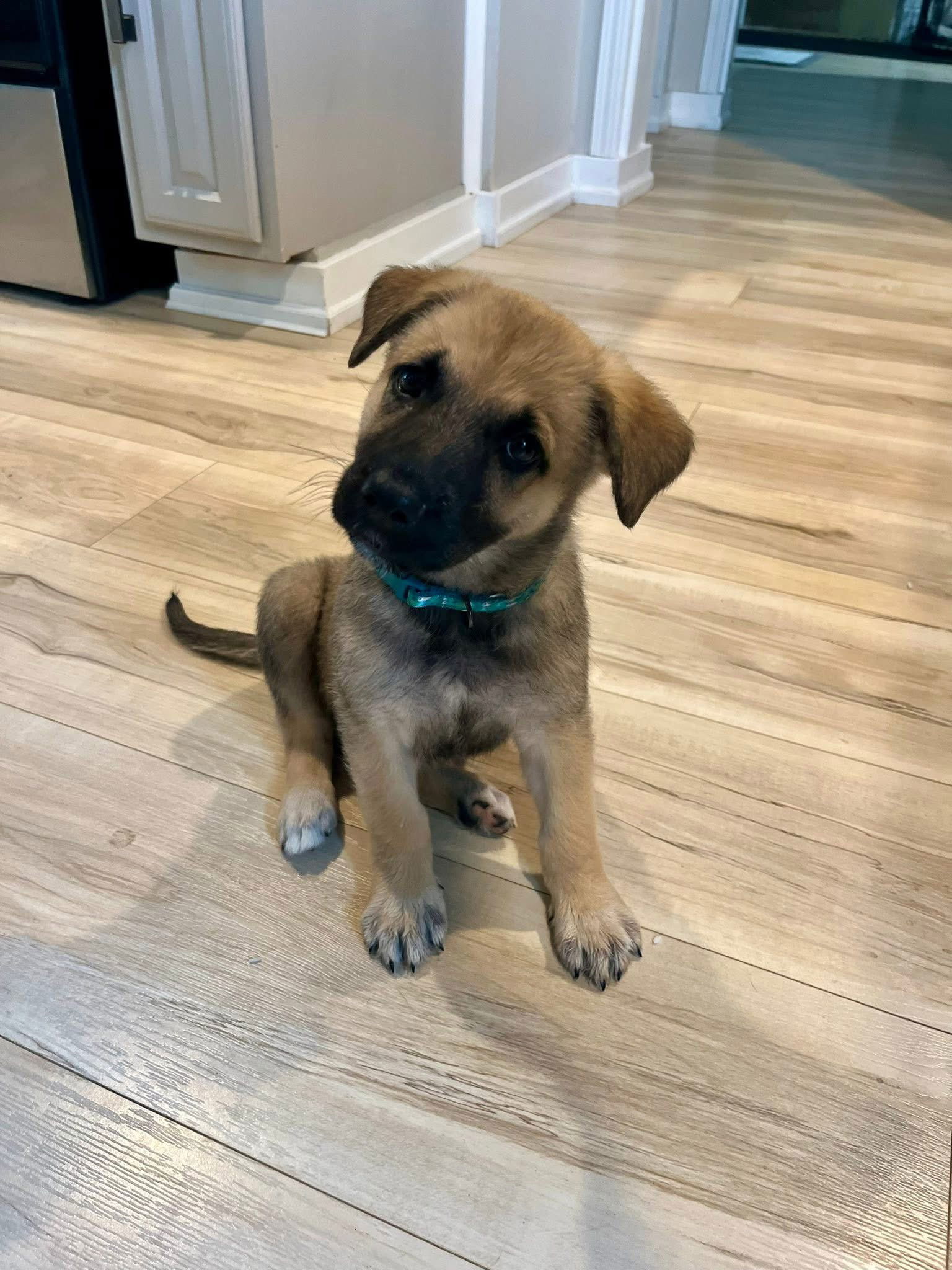 Willie, an adoptable German Shepherd Dog in Duluth, MN, 55807 | Photo Image 1
