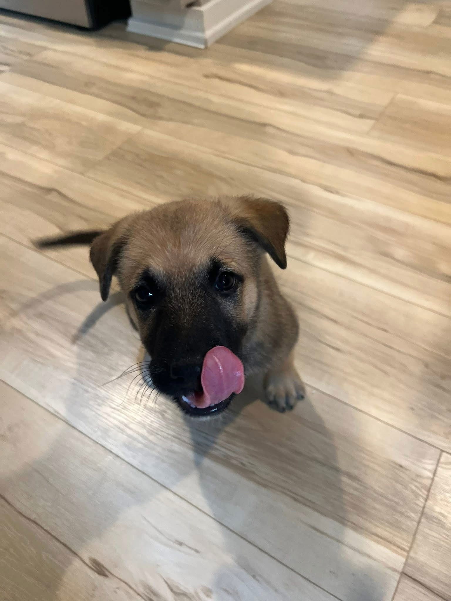 Willie, an adoptable German Shepherd Dog in Duluth, MN, 55807 | Photo Image 2