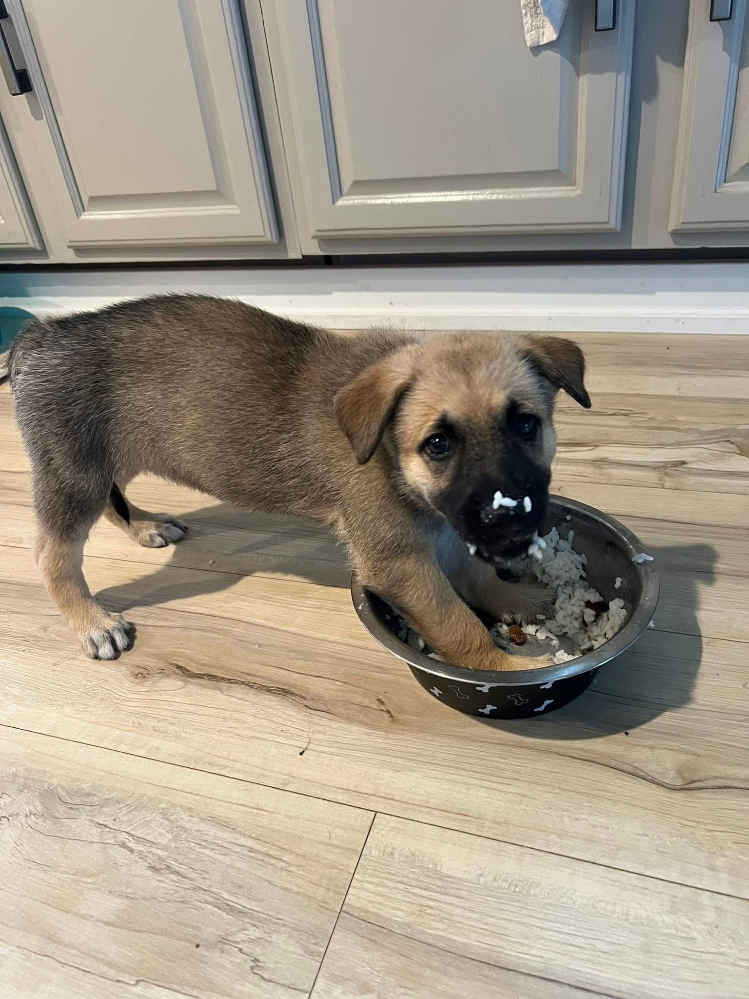 Willie, an adoptable German Shepherd Dog in Duluth, MN, 55807 | Photo Image 3