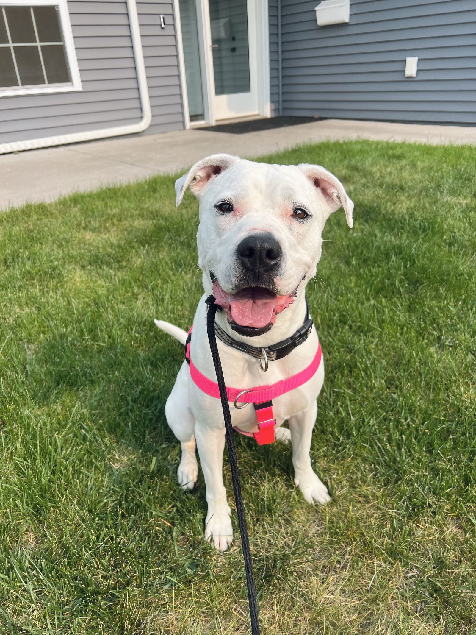 Ava, an adoptable Staffordshire Bull Terrier in Duluth, MN, 55807 | Photo Image 1