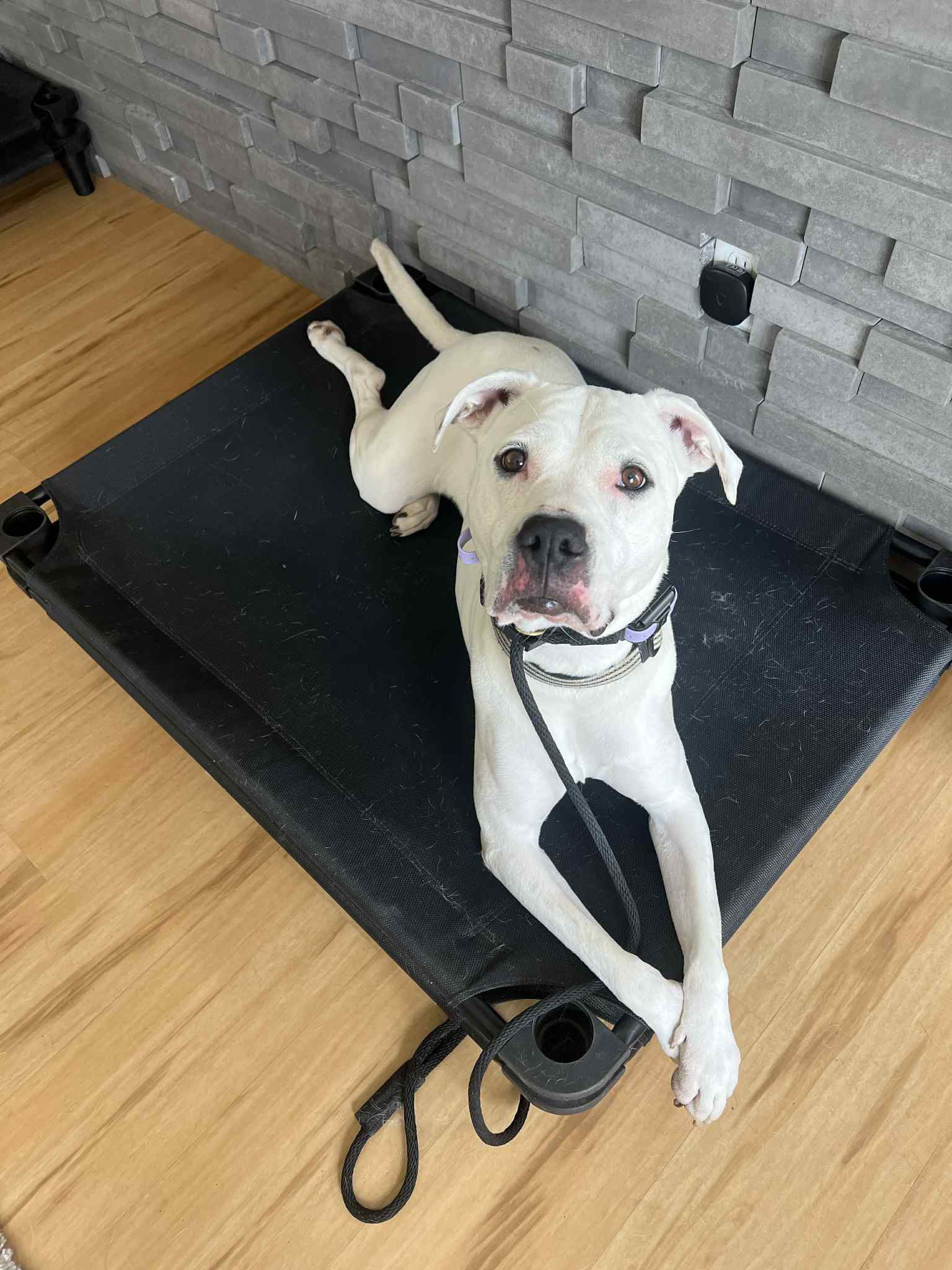 Ava, an adoptable Staffordshire Bull Terrier in Duluth, MN, 55807 | Photo Image 2