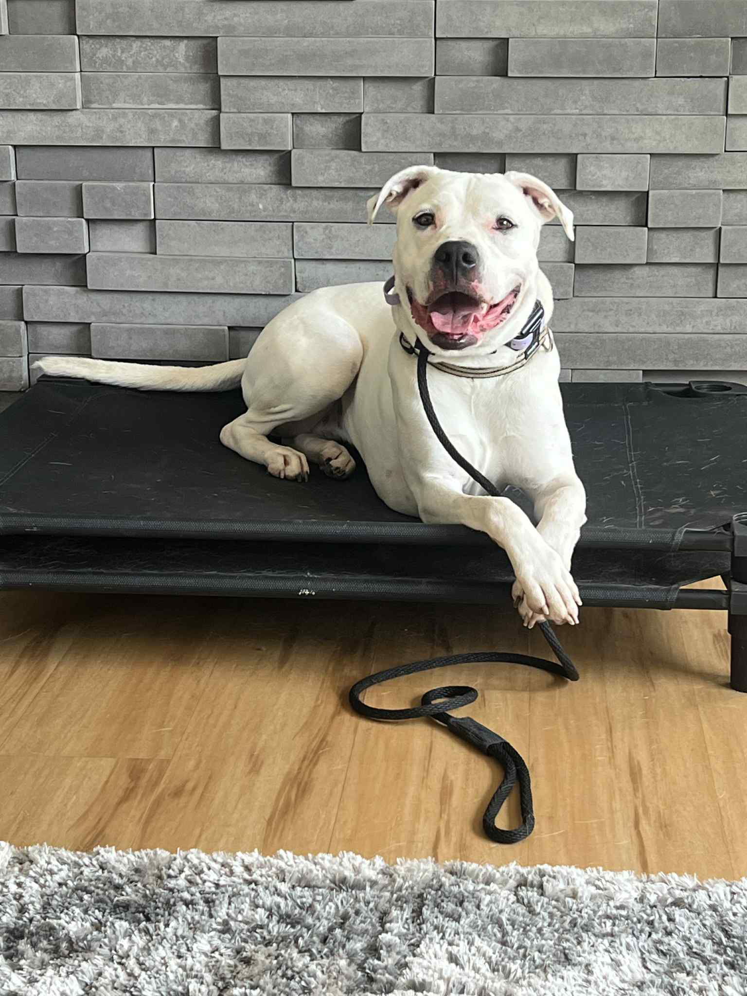 Ava, an adoptable Staffordshire Bull Terrier in Duluth, MN, 55807 | Photo Image 3