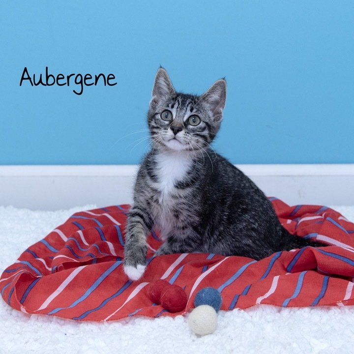 Aubergene