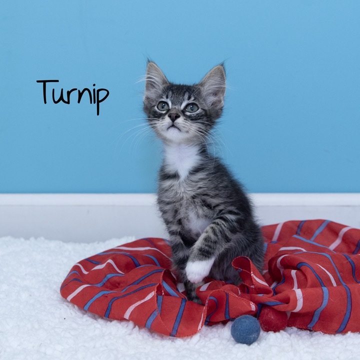 Turnip