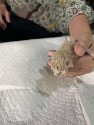 Cosmos, Baby Male Domestic Short Hair