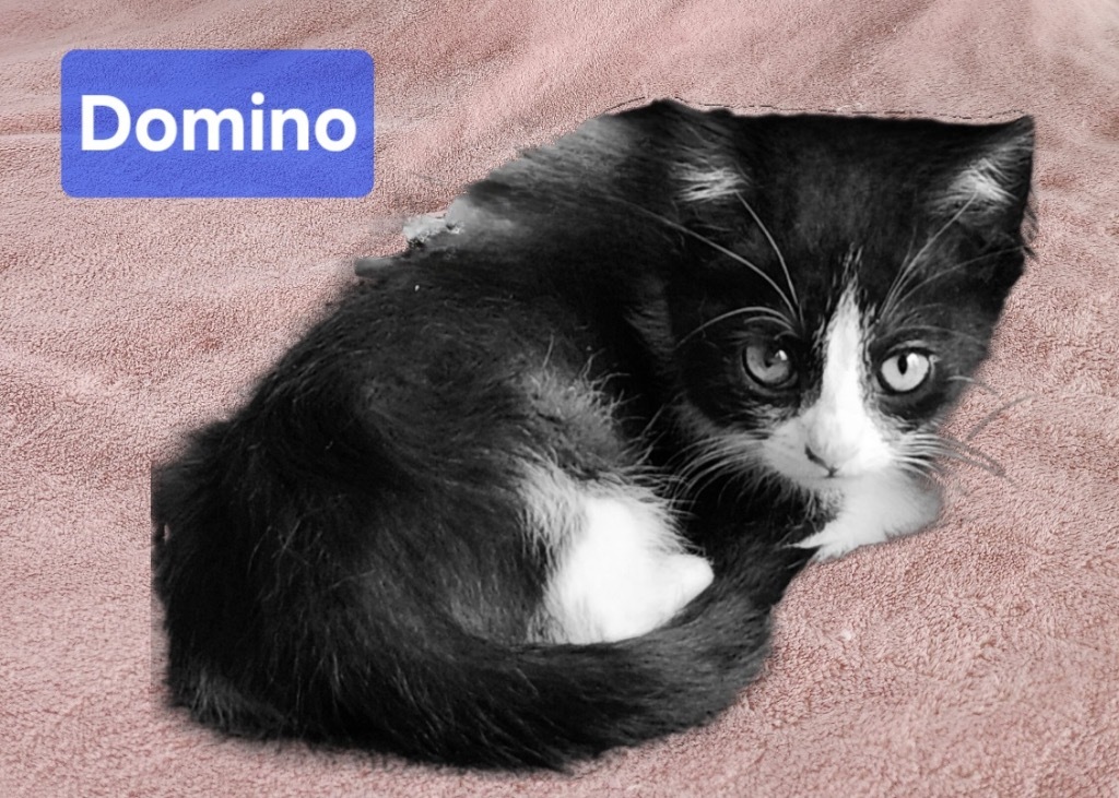 Domino D
