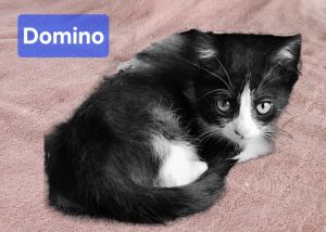 Domino D, Baby Female Domestic Short Hair