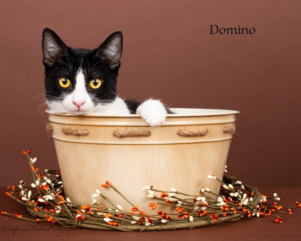 Domino D