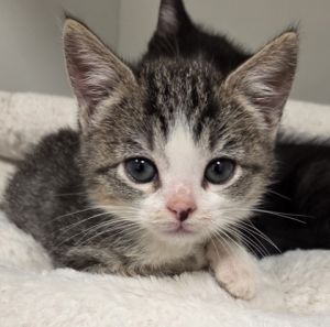 Austin, Baby Male Domestic Short Hair