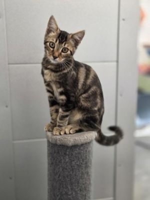 Bastet, Baby Female Domestic Short Hair