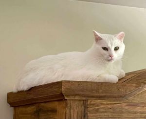 Apricot, Adult Male Domestic Short Hair
