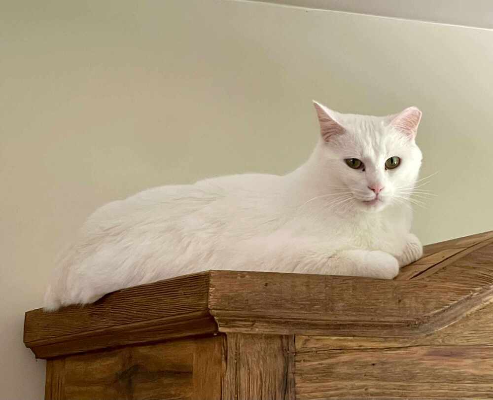 Apricot