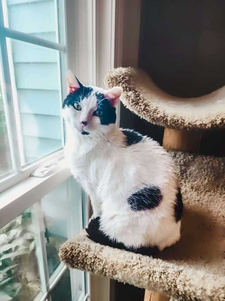 Mr Moo