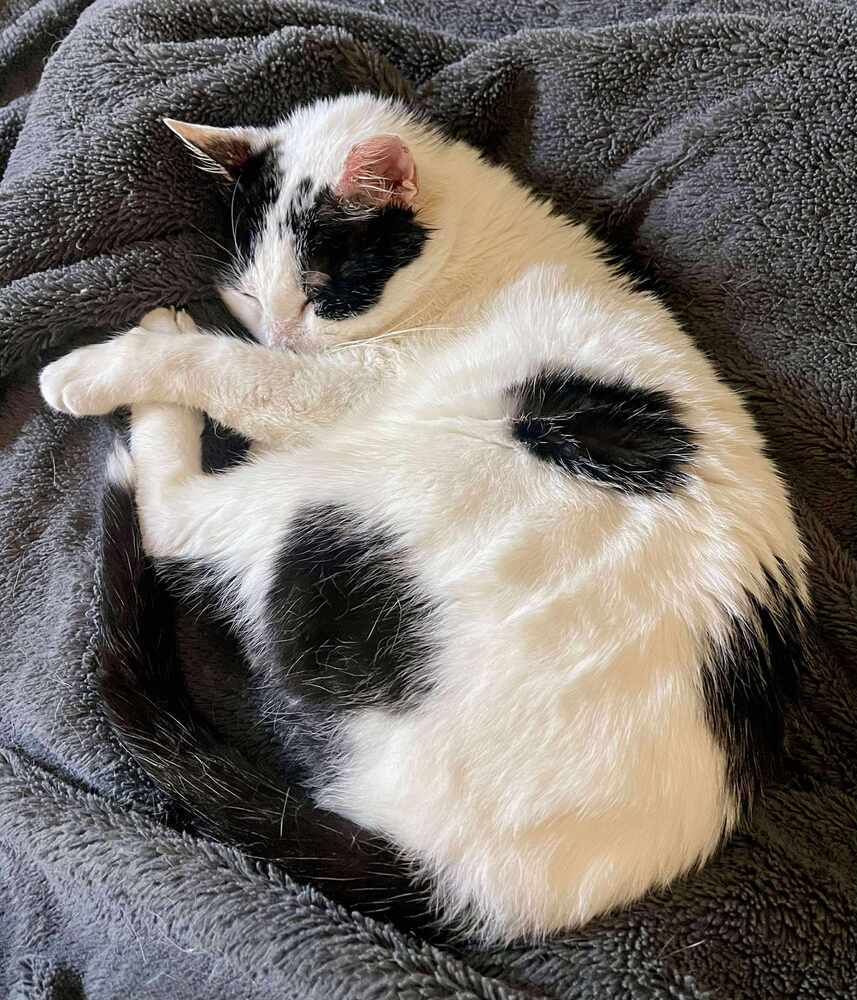 Mr Moo