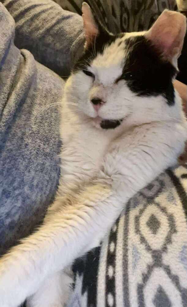 Mr Moo