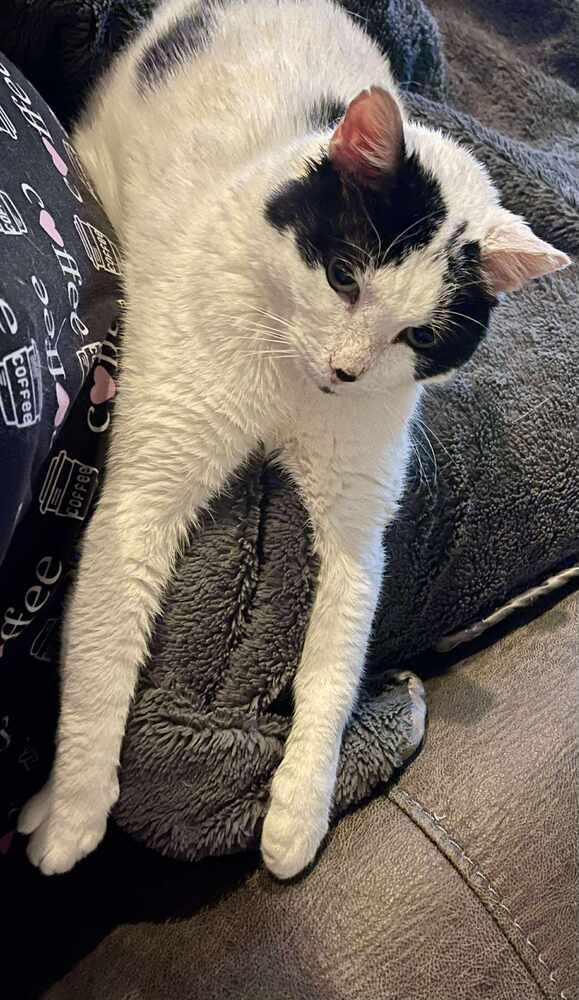 Mr Moo