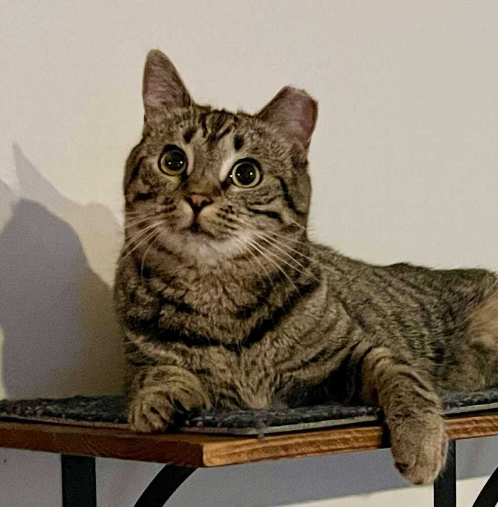 Papaya