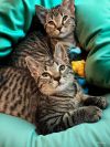 Nala King photo 1